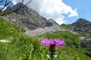 73  Fiordaliso alpino  con vista sulla Bocchetta di Corna Piana da dove sono sceso